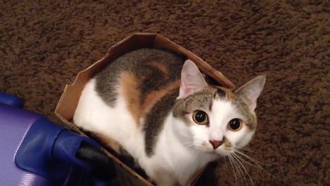 A Woman Pushes A Cat In A Box Across The Floor