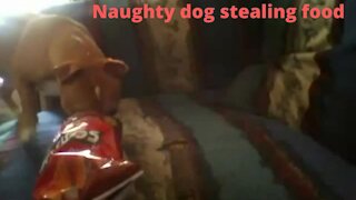 naughty dog like stealing food