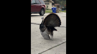 Carl The Turkey from Kenosha