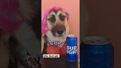 Maple Got Into The Bud Light #shortsfeed #shorts #shortsvideo #doggo #dogmeme #dogmemes