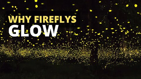 Why Fireflies Glow and How They Communicate