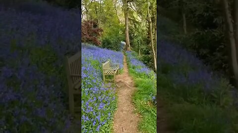 Nearly half of the world's bluebells are found in the UK...