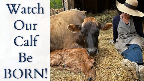 Watch Our Calf be BORN!!! | Jersey Cow Labor and Delivery | Teaching a Calf to Nurse