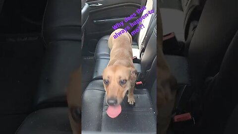 Lost Dog Jumps Into My Car #stray #dog #adoptdontshop #florida