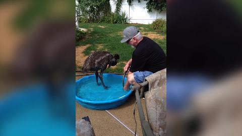 An Emu Bird Enjoys A Day At The Pool