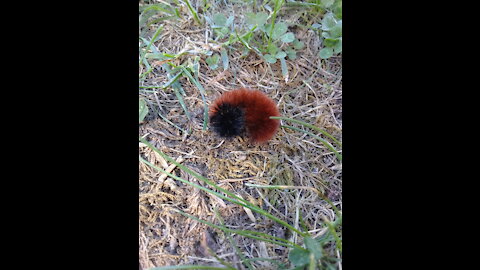 wooly caterpillar