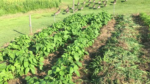 Growing well considering the heat #155 Heirloom Organic Vegetable Garden Series August 2nd, 2020