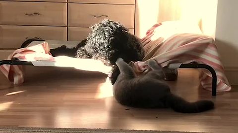 Playful Cat Refuses To Let Dog Sleep In