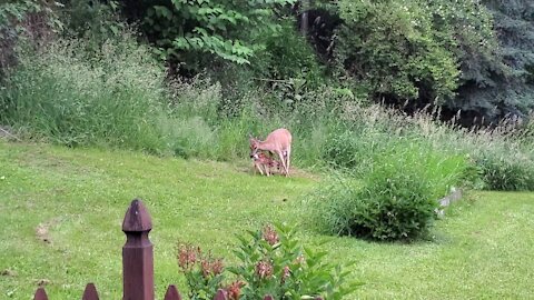 Newborn fawn's first feeding takes place in backyard