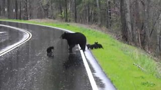 Mama bear helps cubs cross the road