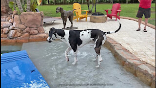 Great Dane Enjoys His First Dip And Sip In The Pool