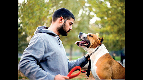 Guard Dog Training Step by Step!