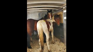 10 Colorado Mustangs rescued