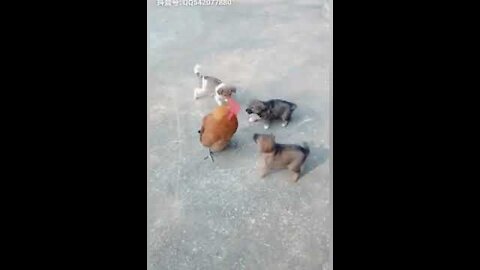 VIDEO OF Dog and chicken fight