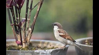 Little bird attempts home invasion