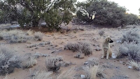 Coyote hunting