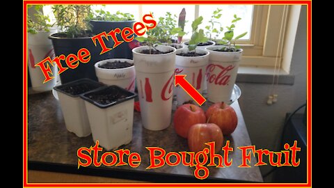 How to Grow Fruit Trees From Seed