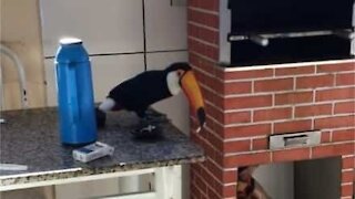 Un coquin de toucan vole une cigarette