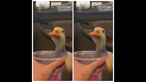 Duck Give Him The Ice Or Things Won't To Go Nice