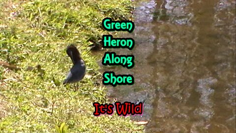 Green Heron Along Shore