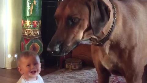 Playful Ridgeback chases bubbles, makes baby laugh