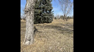 Rundle park between today and yesterday