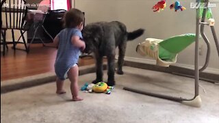 Ce chien enseigne à un bébé comment s'asseoir