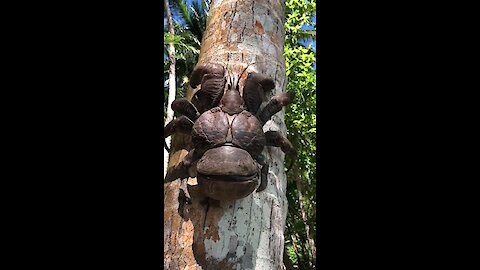 This massive coconut crab is actually only half-sized