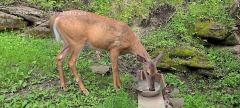 Wild deer comes to show off her pregnant belly