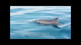 Swimming With Dolphins is Cruel