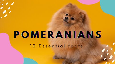 Essential facts about Pomeranians 🐶🐕