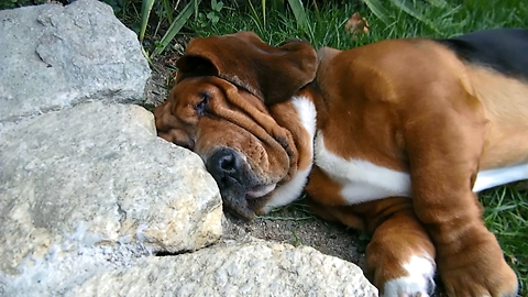 Basset Hound sleeps in extremely uncomfortable position