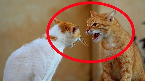 Cute Cat Funny Moments. Episode - 99