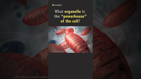 Biology Quiz: What organelle is the “powerhouse” of the cell?