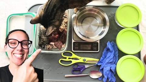 Best way to meal prep raw cat food