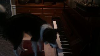 Cute Collie Puts On A Musical Performance