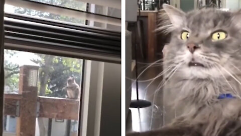 The cat is scared of squirrel , so funny haha