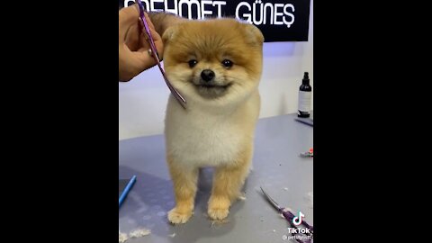 COOLEST DOG GOING BARBER