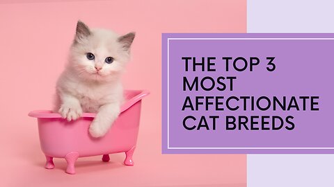 Top 3 Affectionate Cat Breeds: Heartwarmers Unleashed