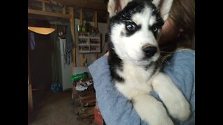 Loki the Husky Puppy