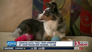 Omaha dog a two-time winner at Westminster Kennel Club