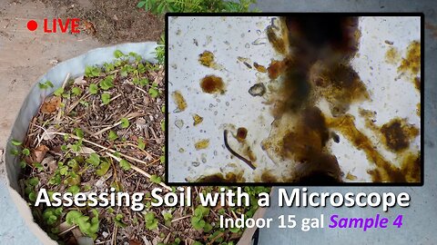Live Soil Microscopy! Assessing Indoor Soil SAMPLE 4! Added JMS!