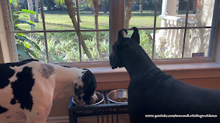 Happy Great Danes Enjoy Breakfast With A Squirrel View