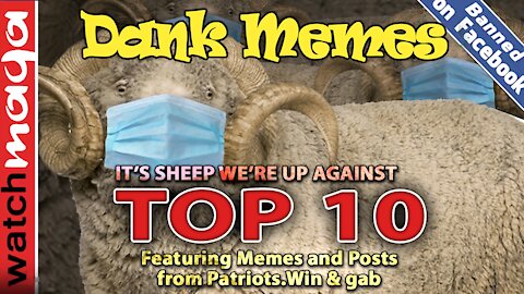 TOP 10 MEMES It's Sheep We're Up Against