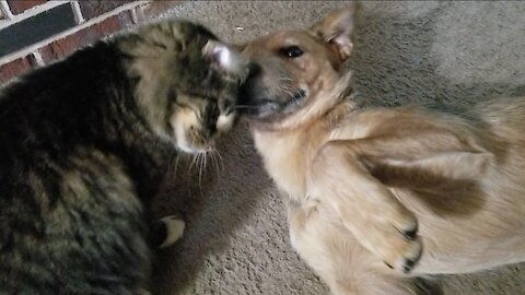 This sweet kitty just wants snuggles from this puppy