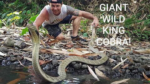 GIANT WILD KING COBRA! #kingcobra #snakes #wildlife #venomous #animals #cobra