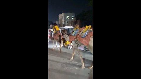 camel in hydrabad