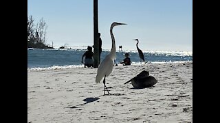 These birds love being around humans