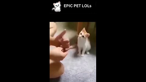 Dancing Cat Talks! 😸 | Hilarious Cat Reactions to Magic Trick | Must-See Funny Cat Moments!