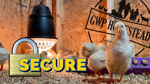 HUGE Predator-Proof Brooder Holds ALL the Baby Chickens!